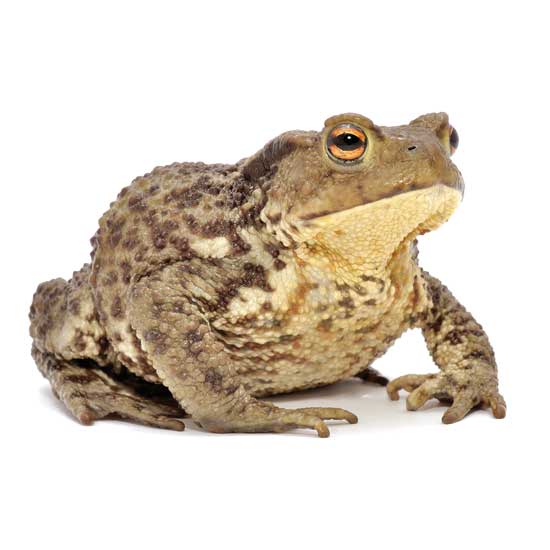 Reader Jay Oxford lets the natural population of toads in his North Carolina garden handle any slugs.
